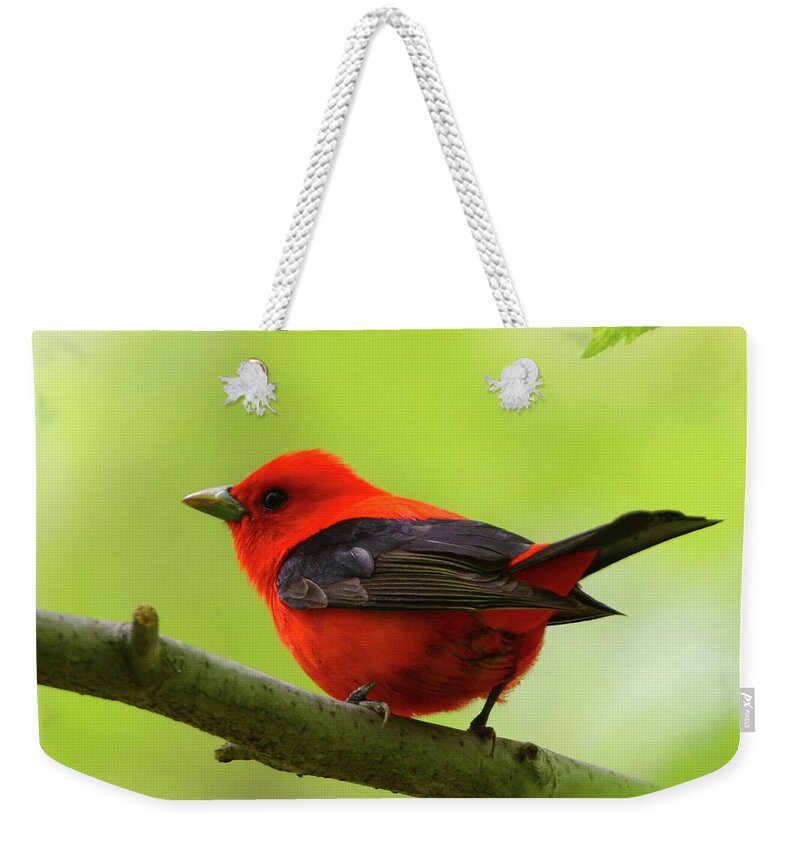 Scarlet Tanager Weekender Tote Bag featuring the photograph Spring Flame - Scarlet Tanager by Bruce J Robinson