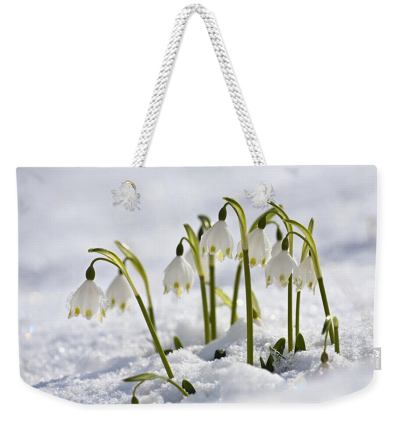 Mp Weekender Tote Bag featuring the photograph Spring Snowflake Leucojum Vernum by Konrad Wothe