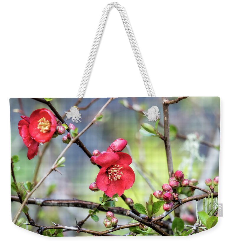 Quince Weekender Tote Bag featuring the photograph Spring Starts with Quince by Belinda Greb