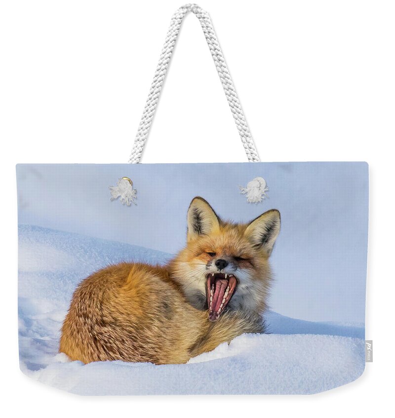 Deer Weekender Tote Bag featuring the photograph Spring Sunshine by Kevin Dietrich