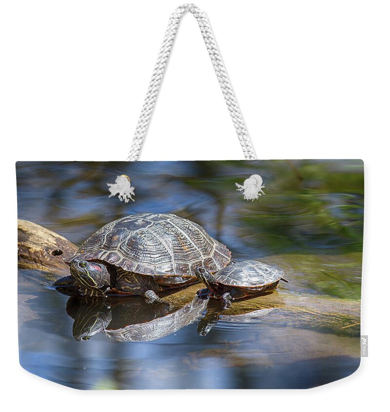 Turtle Weekender Tote Bag featuring the photograph Spring Turtle Baby by John Haldane