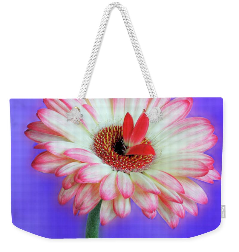 Flowers Weekender Tote Bag featuring the photograph Sprouting dahlia by Marla Craven