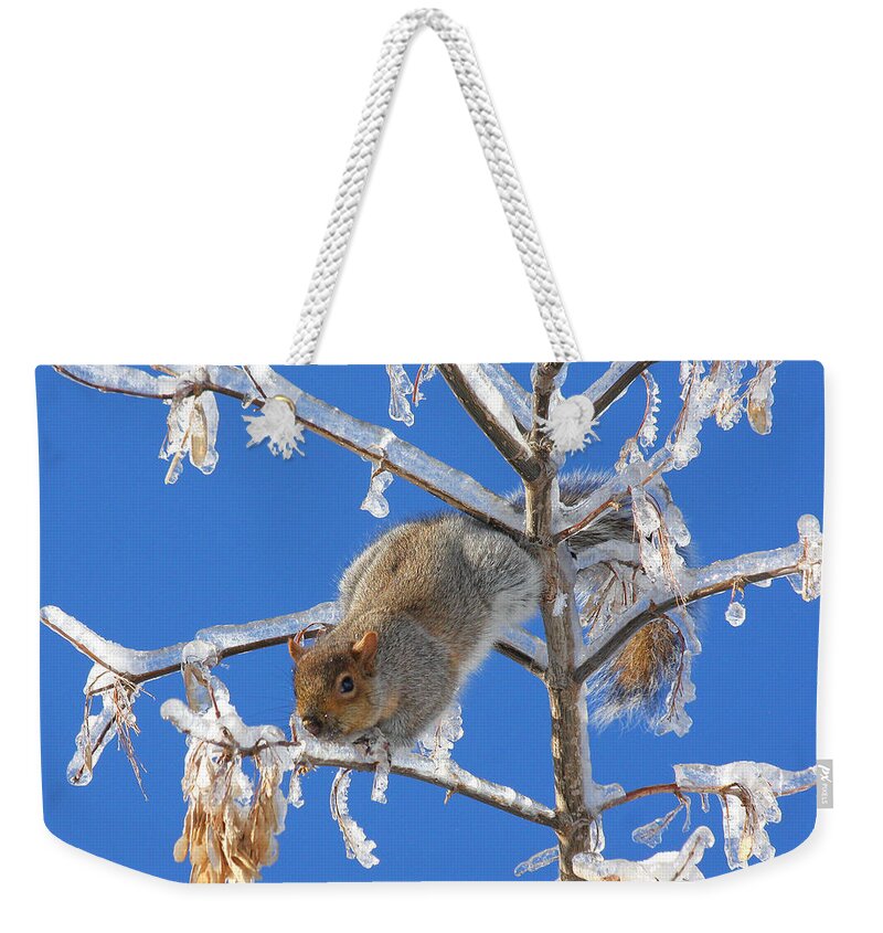 Squirrel Weekender Tote Bag featuring the photograph Squirrel on icy branches by Doris Potter
