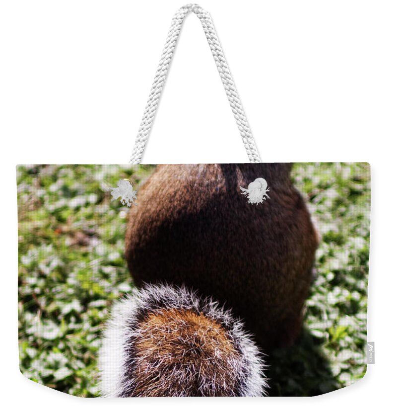 Squirrel Weekender Tote Bag featuring the photograph Squirrel s back by Agusti Pardo Rossello