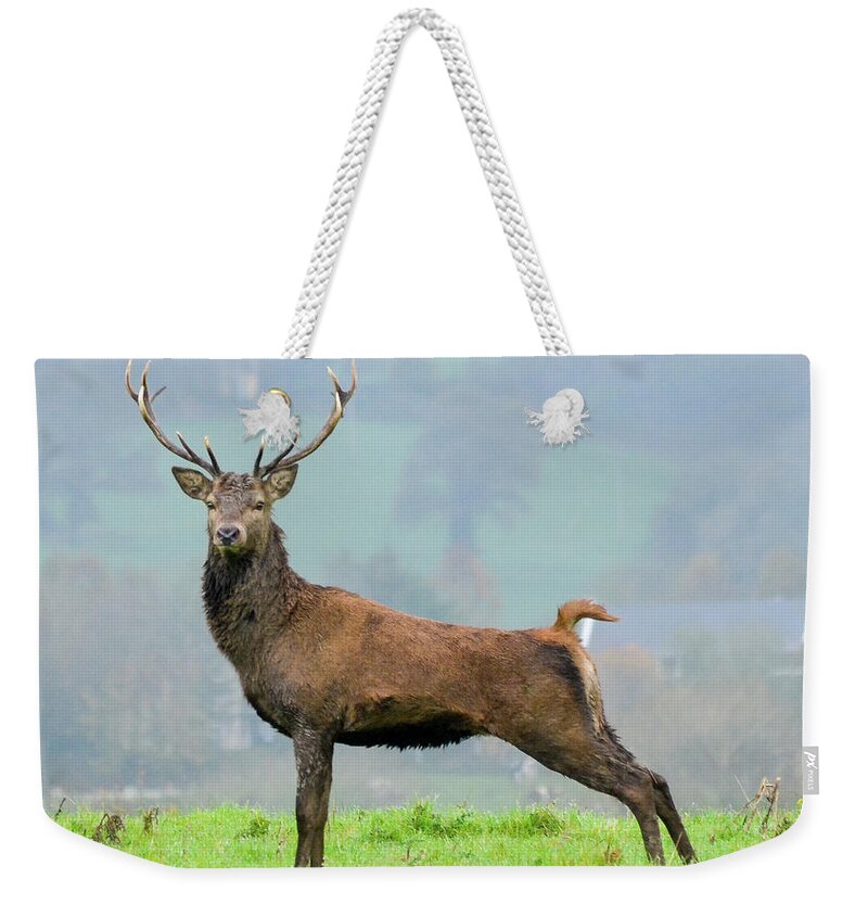 Stag Weekender Tote Bag featuring the photograph Stag by Joe Ormonde