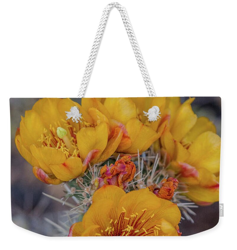 Cactus Weekender Tote Bag featuring the photograph Staghorn Cholla Blossoms 5 by Teresa Wilson