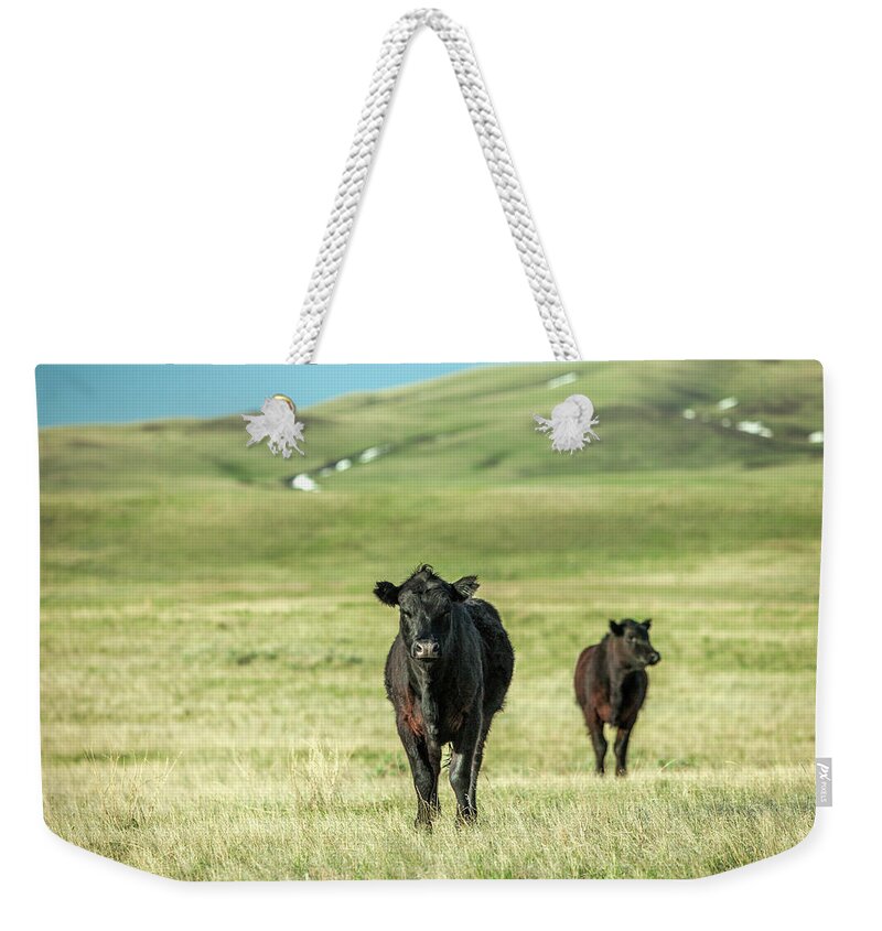 Black Angus Weekender Tote Bag featuring the photograph Standoff by Todd Klassy