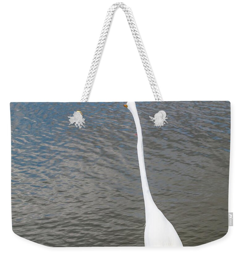 Alligator Weekender Tote Bag featuring the photograph Staredown at Hunting Beach State Park - March 31, 2017 by D K Wall