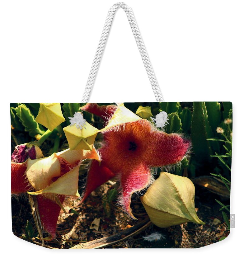 California Desert Weekender Tote Bag featuring the photograph Starfish of the Desert by Colleen Cornelius