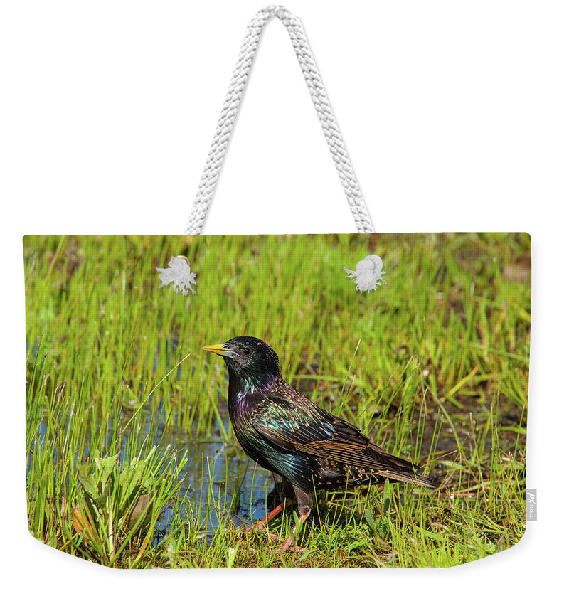 Starling Weekender Tote Bag featuring the photograph Starling by Karol Livote