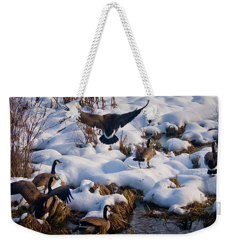Canada Geese Weekender Tote Bag featuring the photograph Staying Put by Albert Seger