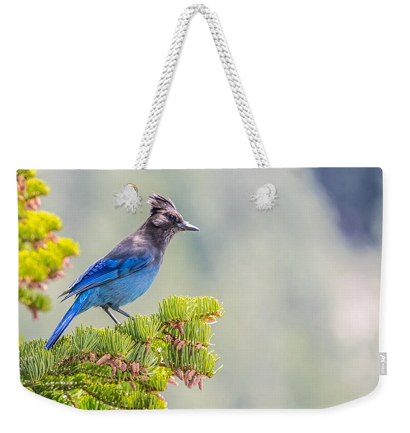 Stellars Jay Tahoe Bird Blue Weekender Tote Bag featuring the photograph Stellers Jay by Martin Gollery