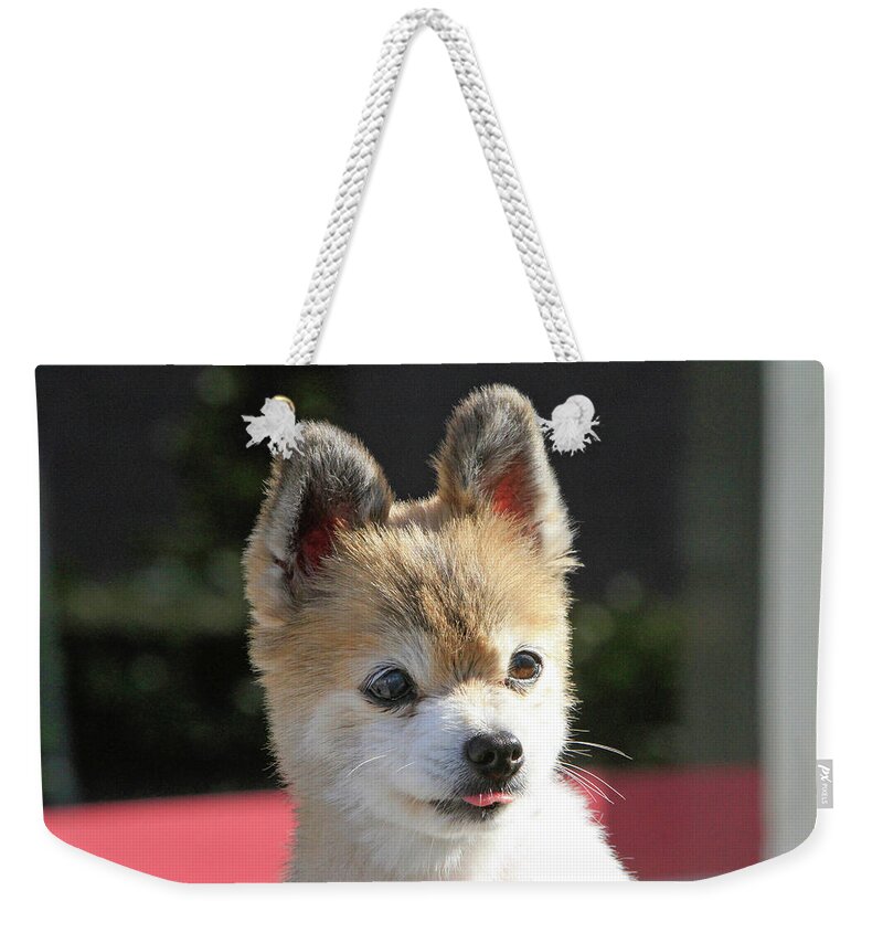 Pomeranian Weekender Tote Bag featuring the photograph Stick Out Your Tongue by Shoal Hollingsworth
