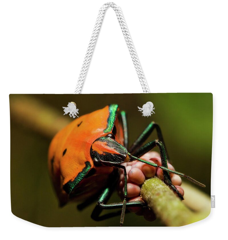 Macro Photography Weekender Tote Bag featuring the photograph Stink bug 666 by Kevin Chippindall