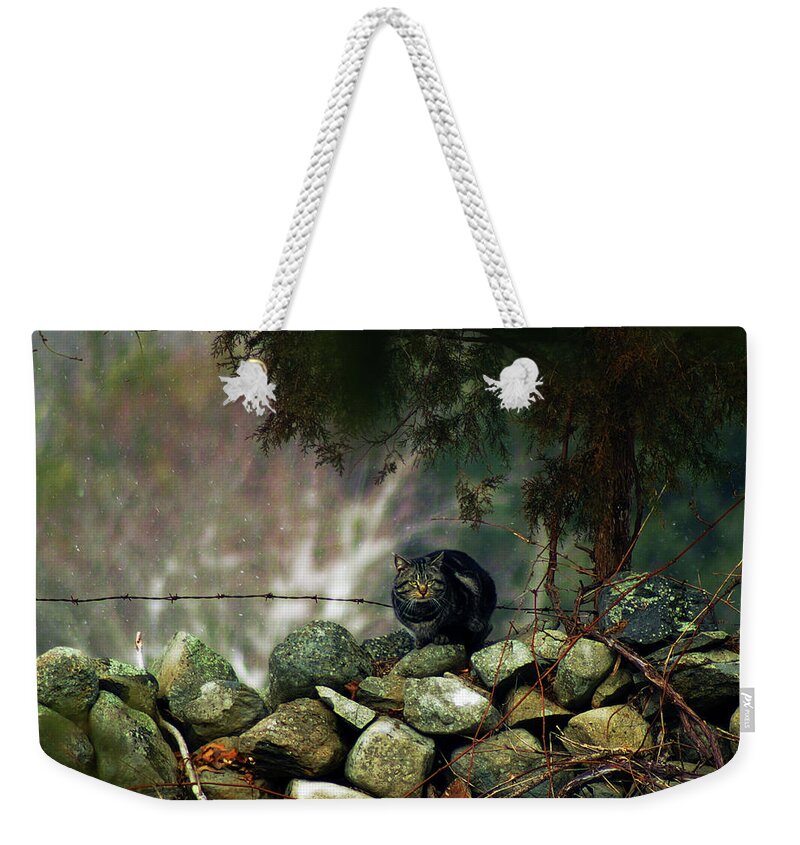  Weekender Tote Bag featuring the photograph Stonewall Barn Cat by Garrett Sheehan