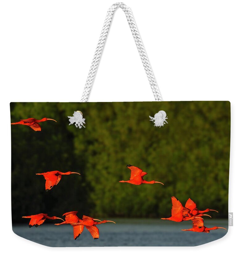 Scarlet Ibis Weekender Tote Bag featuring the photograph Stop Lights by Tony Beck