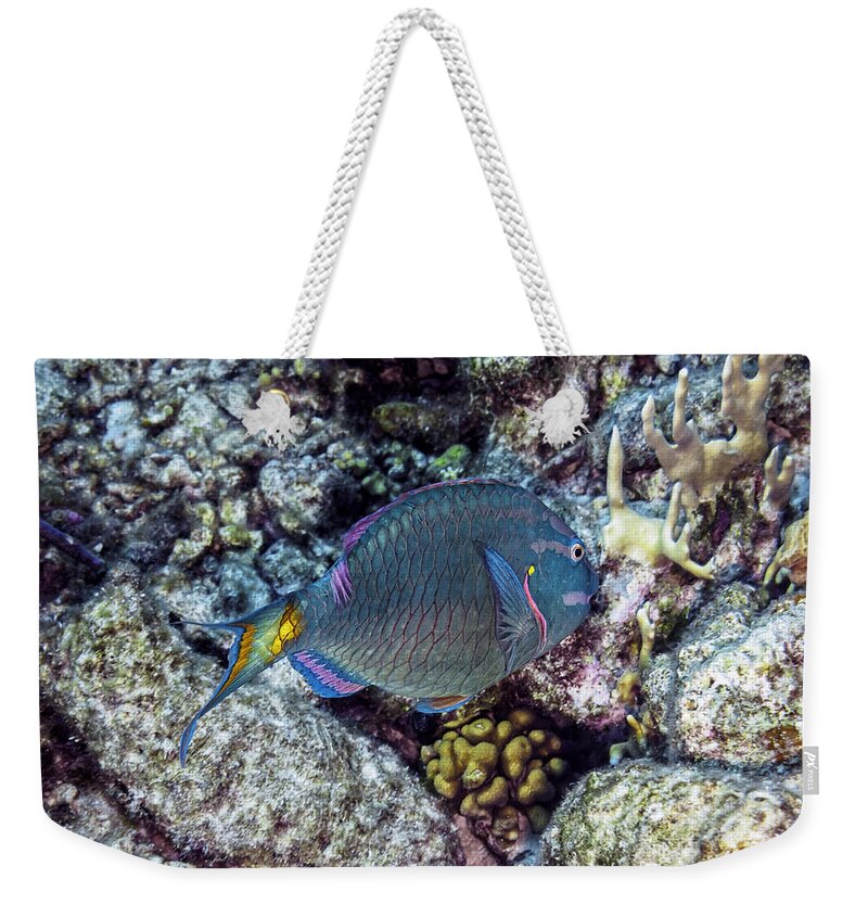 Stoplight Parrotfish Weekender Tote Bag featuring the photograph Stoplight Parrotfish Terminal Phase by Perla Copernik