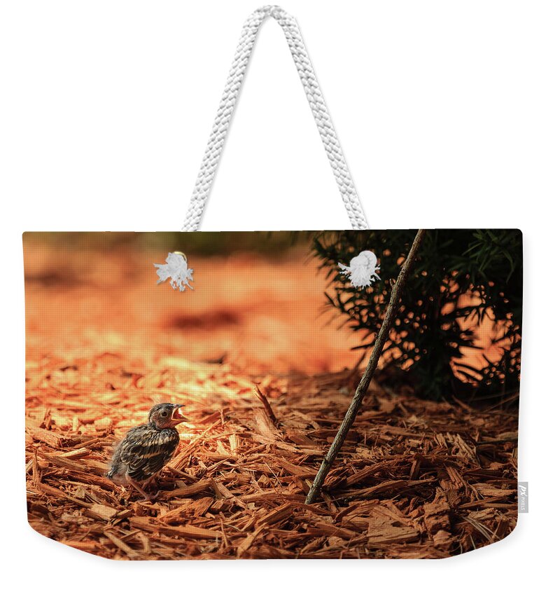 Chipping Sparrow Weekender Tote Bag featuring the photograph Story of the Baby Chipping Sparrow 1 of 10 by Joni Eskridge