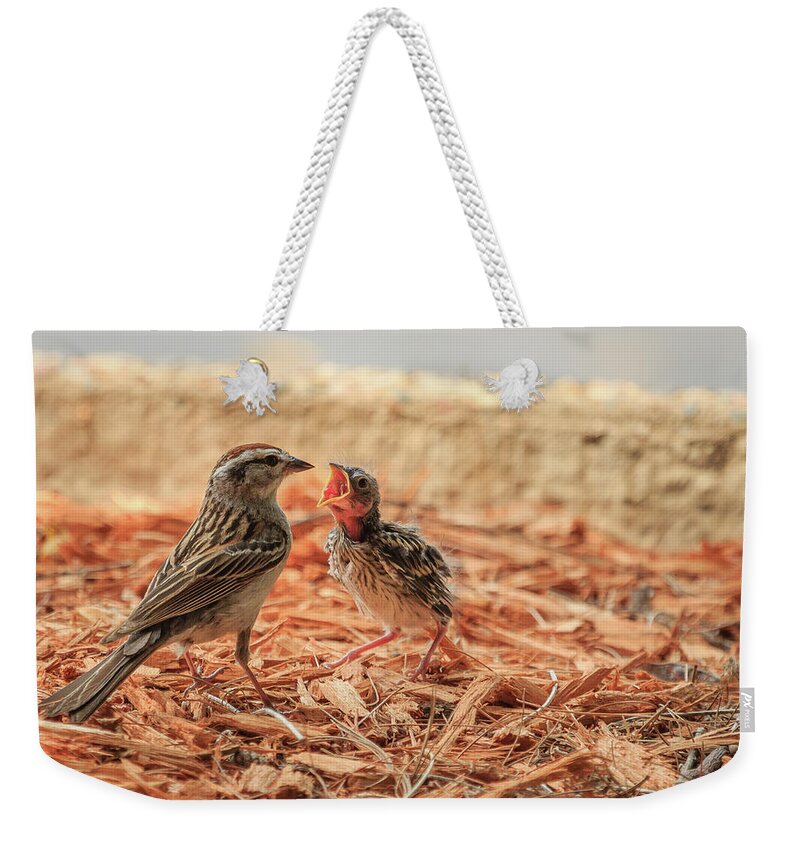 Chipping Sparrow Weekender Tote Bag featuring the photograph Story of the Baby Chipping Sparrow 8 of 10 by Joni Eskridge