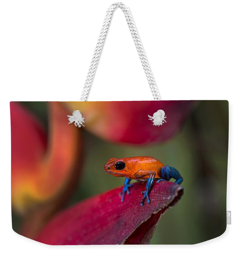 Photography Weekender Tote Bag featuring the photograph Strawberry Poison-dart Frog Oophaga by Panoramic Images