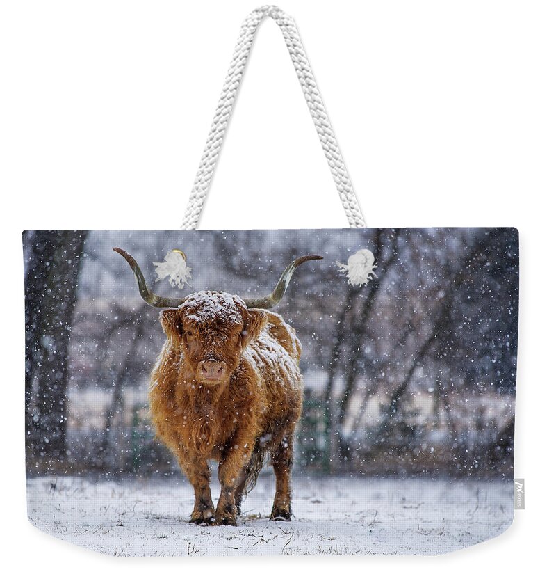 Scottish Highland Cow Coo Coos Cattle Longhorn Snow Pasture Wisconsin Wi Winter Cold Weekender Tote Bag featuring the photograph Strength by Peter Herman