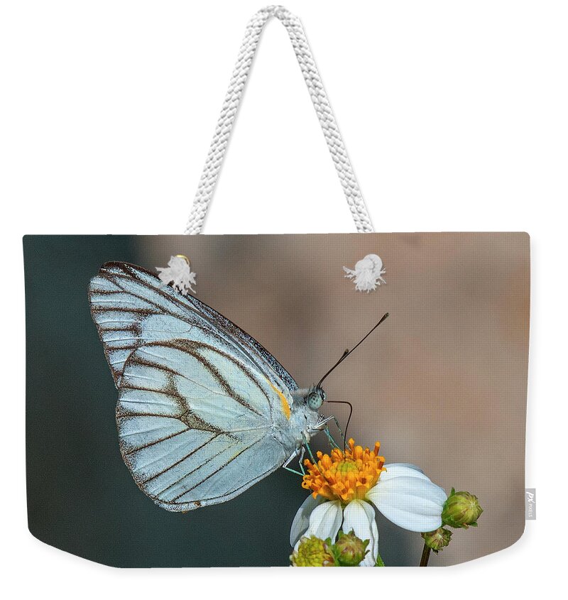 Nature Weekender Tote Bag featuring the photograph Striped Albatross Butterfly DTHN0209 by Gerry Gantt