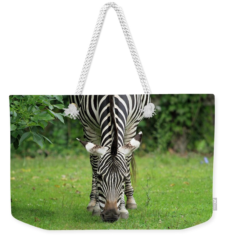 Zebra Weekender Tote Bag featuring the photograph Stripes by Jackson Pearson