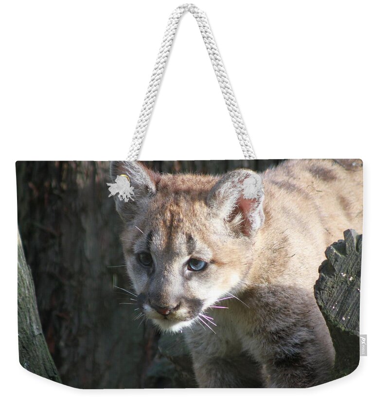 Cougar Weekender Tote Bag featuring the photograph Studying the Ways by Laddie Halupa
