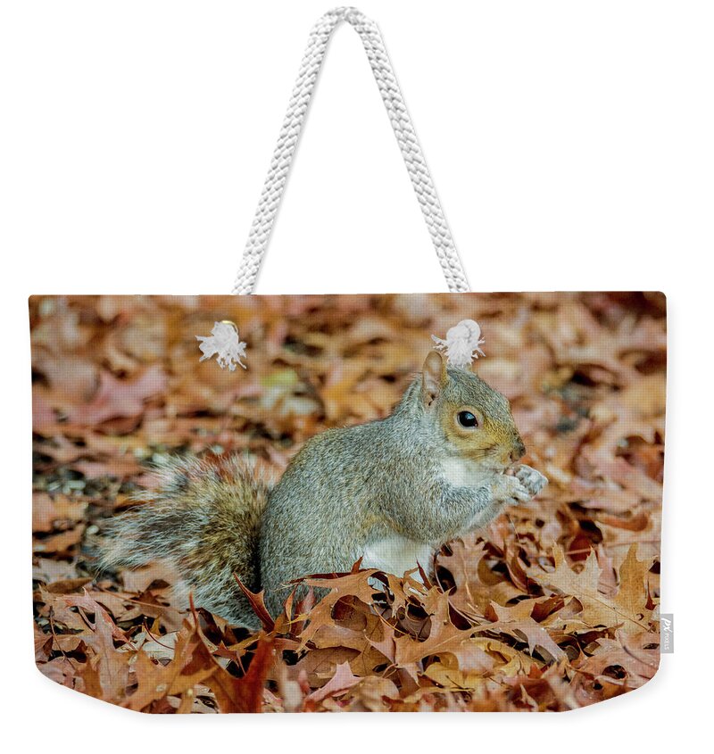 Squirrel Weekender Tote Bag featuring the photograph Stumpy The Squirrel by Cathy Kovarik