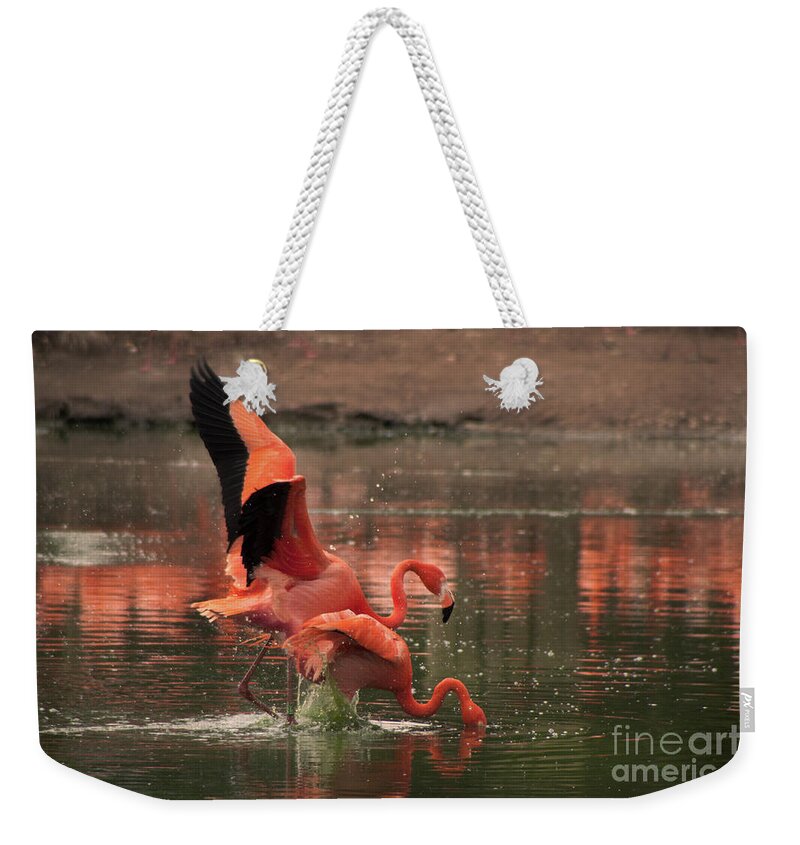 Flamingo Weekender Tote Bag featuring the photograph Stunning Pink Flamingo's by Doc Braham