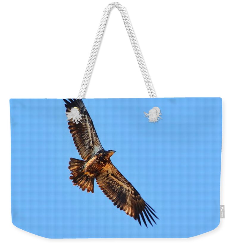 Bird Weekender Tote Bag featuring the photograph Sub-Adult Soaring by Harry Moulton