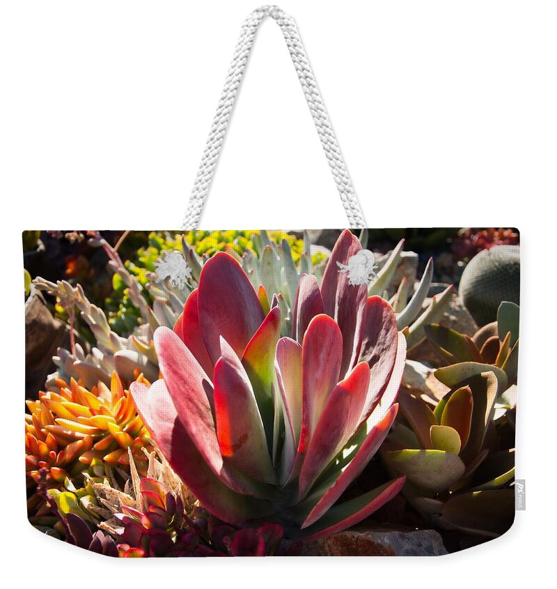 Botany Weekender Tote Bag featuring the photograph Succulent by Mark Valentine