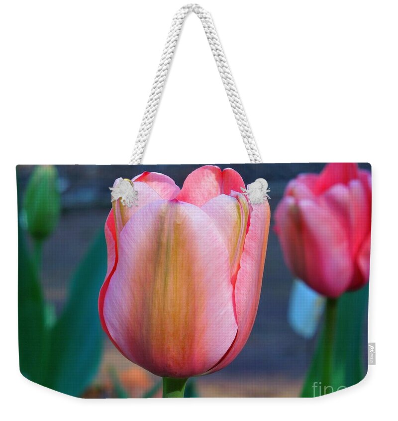 Tulip Weekender Tote Bag featuring the photograph Suddenly Deliciolus by Chad and Stacey Hall
