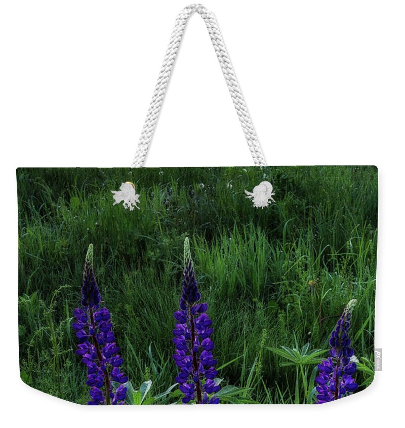 Sunrise Weekender Tote Bag featuring the photograph Sugar Hill Lupine Sunrise by John Vose