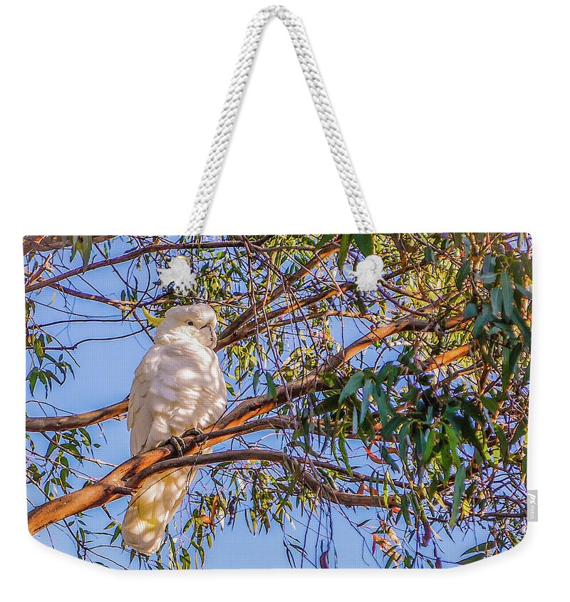 Birds Of The World Series By Lexa Harpell Weekender Tote Bag featuring the photograph Sulphur-Crested Cockatoo #2 by Lexa Harpell