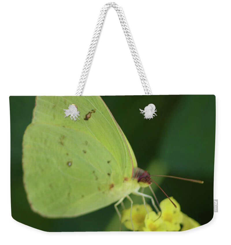 Nature Weekender Tote Bag featuring the photograph Sulphur-Mimosa by Bess Carter