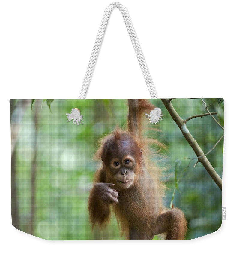 Mp Weekender Tote Bag featuring the photograph Sumatran Orangutan Pongo Abelii One by Suzi Eszterhas