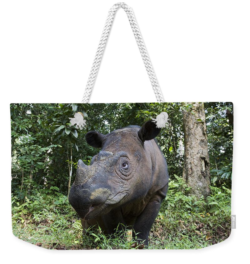 00445279 Weekender Tote Bag featuring the photograph Sumatran Rhinoceros Sumatran Rhino by Suzi Eszterhas
