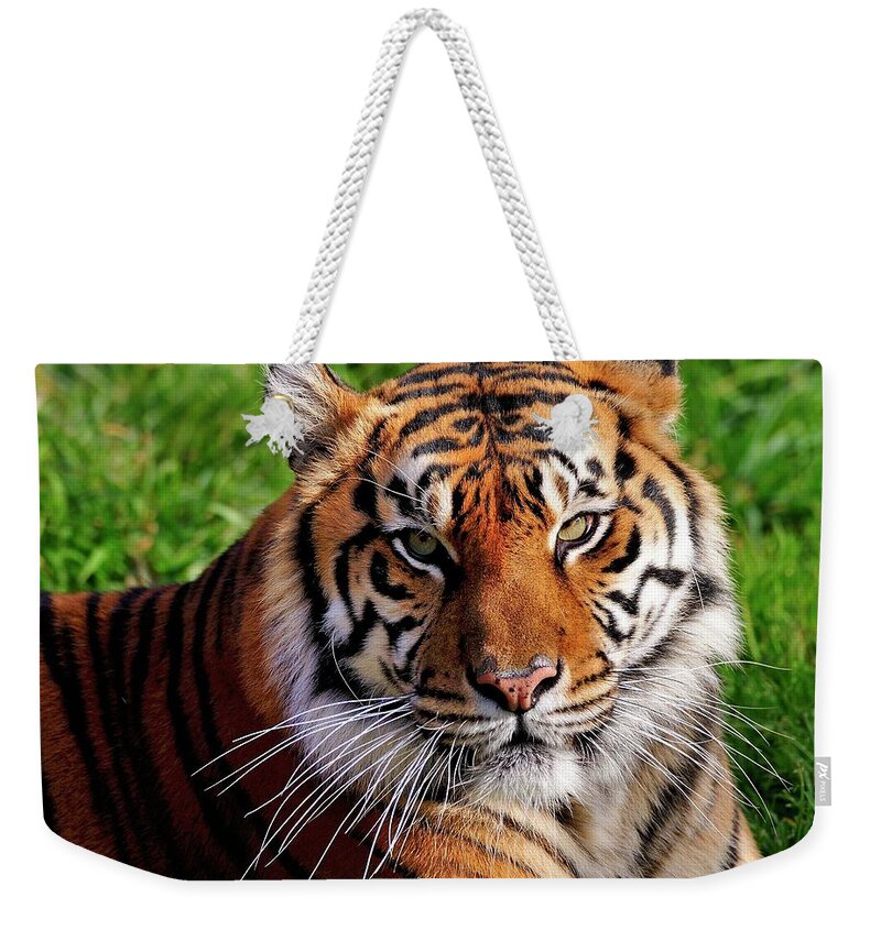 Sumatran Weekender Tote Bag featuring the photograph Sumatran Tiger by Bill Dodsworth