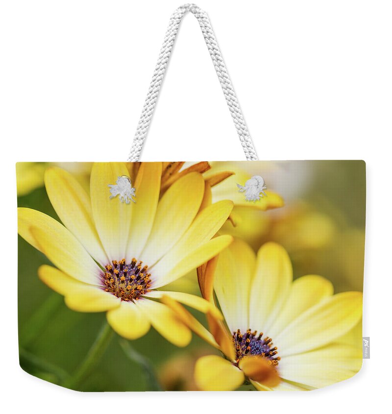 African Daisy Weekender Tote Bag featuring the photograph Summer Daisies by Tanya C Smith