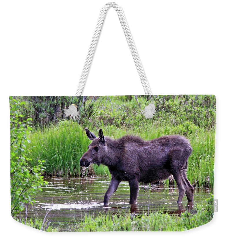 Moose Weekender Tote Bag featuring the photograph Summer Dip by Scott Mahon
