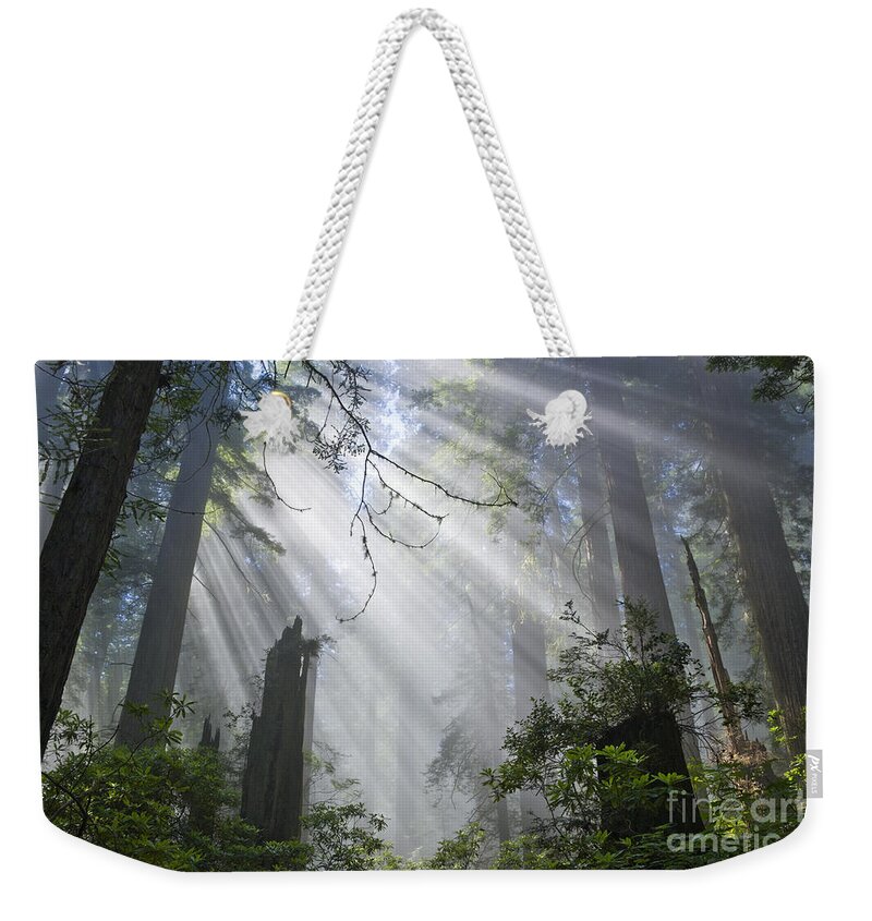 Sun Rays Weekender Tote Bag featuring the photograph Sun Beams In Redwood Forest by Inga Spence