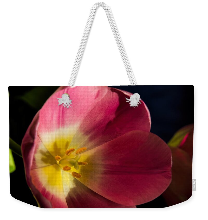 Nature Weekender Tote Bag featuring the photograph Sun Greeting by Alana Thrower