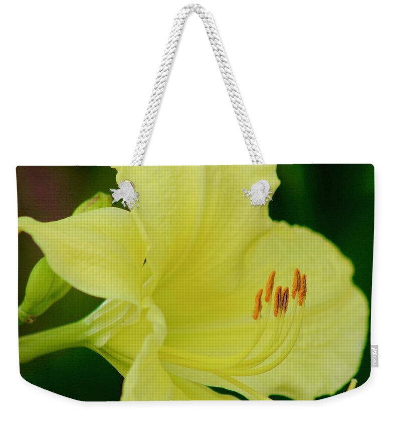 Photograph Weekender Tote Bag featuring the photograph Sun Licking Yellow Day Lily by M E