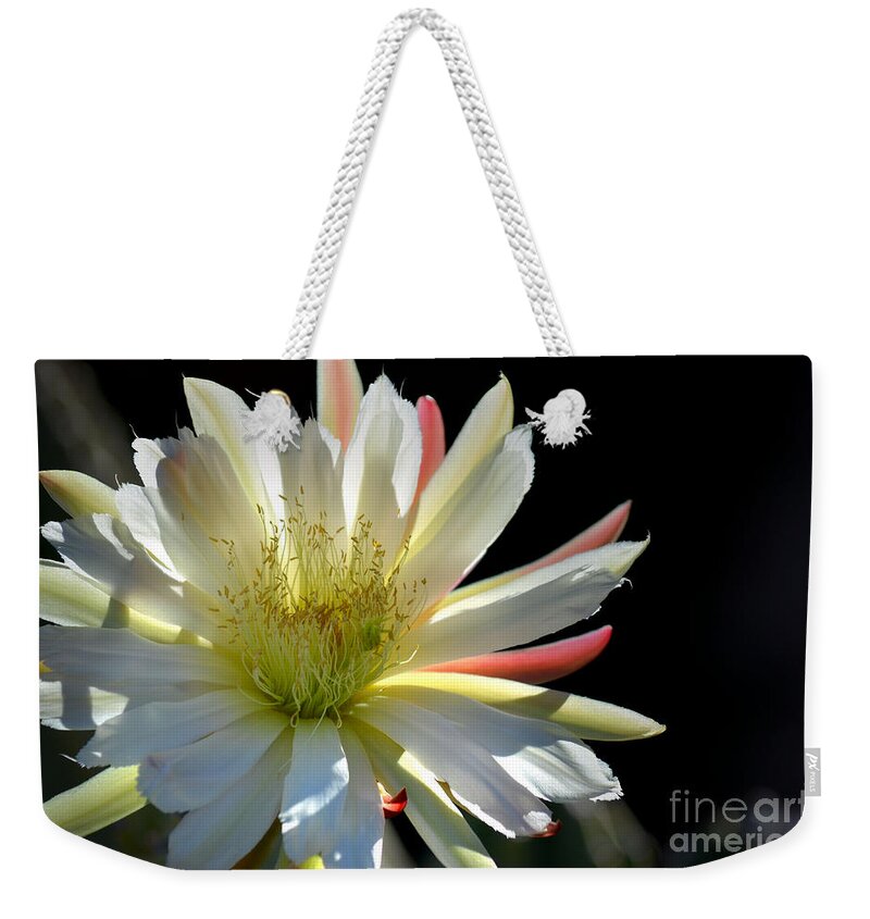 Cereus Cactus Weekender Tote Bag featuring the photograph Sun Splashed by Deb Halloran
