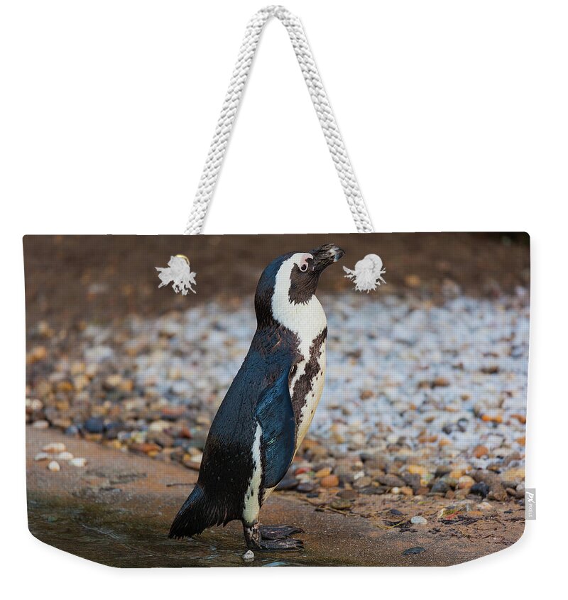 Animal Weekender Tote Bag featuring the photograph Sunbathing penguin by Tim Abeln