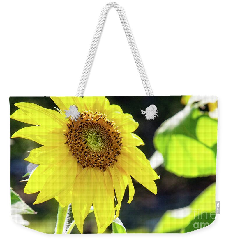 Flower Weekender Tote Bag featuring the photograph Sunflower by Kathy Strauss
