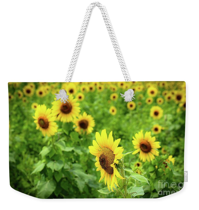 Sunflowers Weekender Tote Bag featuring the photograph Sunflowers in Memphis IV by Veronica Batterson