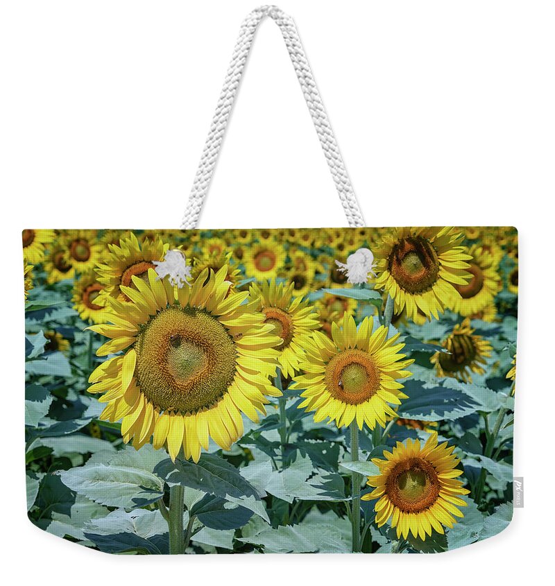 Garden Weekender Tote Bag featuring the photograph Sunflowers Weldon Spring MO GRK8252_07142018 by Greg Kluempers