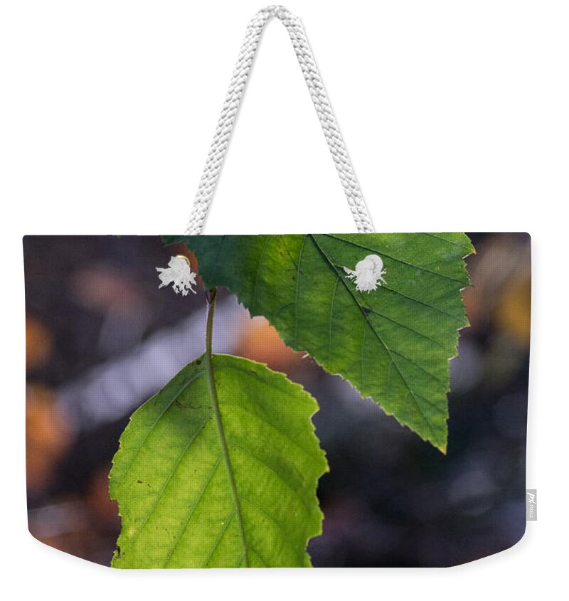 Sunlight Weekender Tote Bag featuring the photograph Sunlight through Birch Leaf Branch by Douglas Barnett